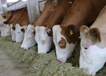 Hayvancılıkla ilgili düzenlemeye erteleme