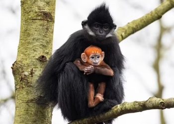 İrlanda’da bir yabanî ömür parkında kuşağı tükenmekte olan bir “langur maymunu” doğdu