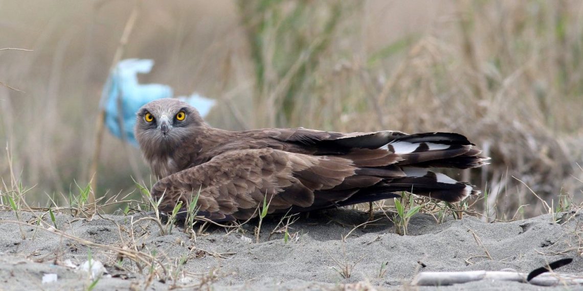 Kaçakçılara karşı harekete geçildi: “Kayıtları girmeyin” daveti