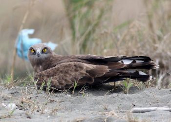 Kaçakçılara karşı harekete geçildi: “Kayıtları girmeyin” daveti
