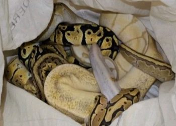 Kapıkule’de Türkiye’ye sokulan 33 tehlikeli piton yakalandı