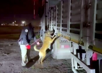 Koyunlar ile kamufle edilen uyuşturucuyu narkotik köpeği “Hulk” buldu