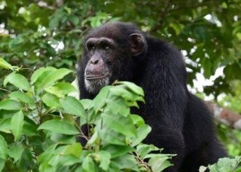 Maymunlar onlarca yıl görmedikleri arkadaşlarını hatırlayabiliyor