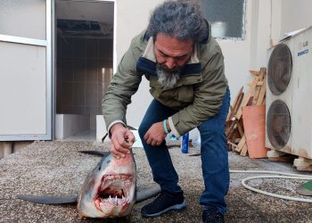 Mersin’de jenerasyonu tükenme tehlikesi altındaki köpek balığı kıyıya vurdu