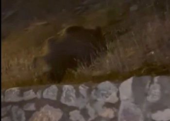 Muş’ta yaban domuzları kent merkezine indi