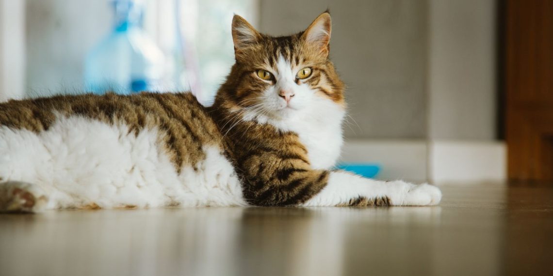 NASA, 31 milyon kilometre uzaklıktan Dünya’ya kedi görüntüsü gönderdi