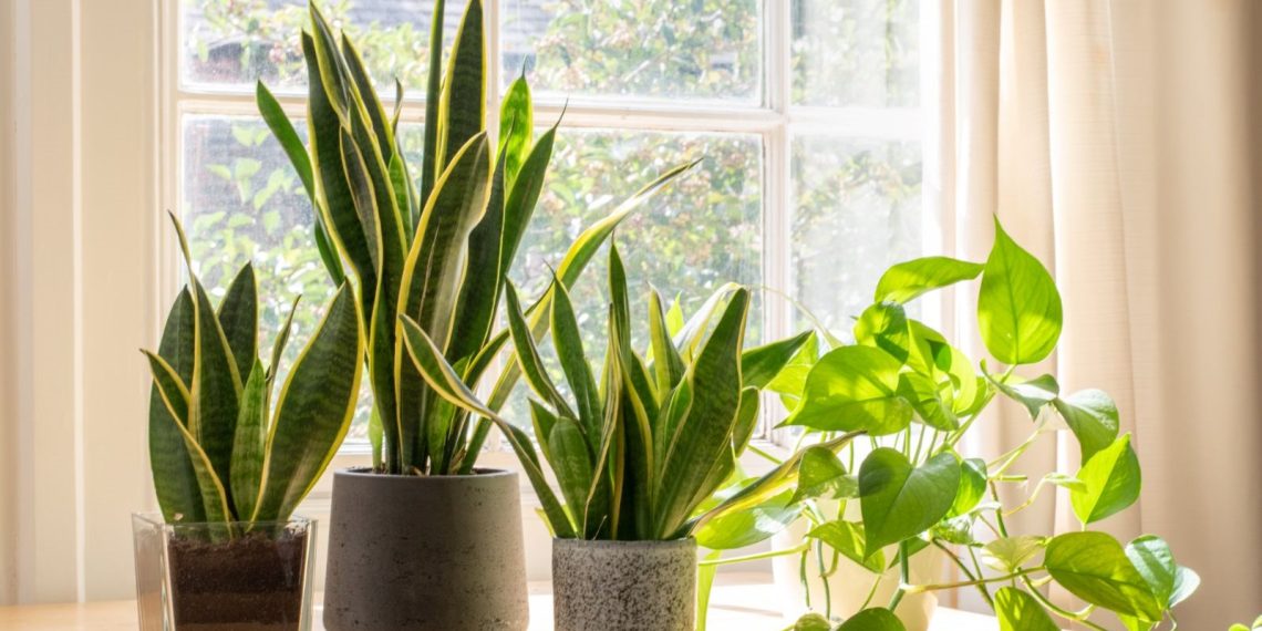 NASA’ya nazaran yatak odanızdaki bitkiler sıhhatiniz için çok kıymetli