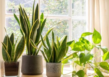 NASA’ya nazaran yatak odanızdaki bitkiler sıhhatiniz için çok kıymetli