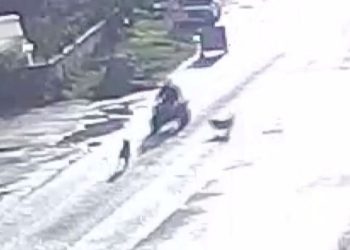 Sahipsiz köpekler kaza yaptırdı