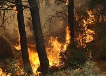 Sultanbeyli’de ağaçlık alanda yangın