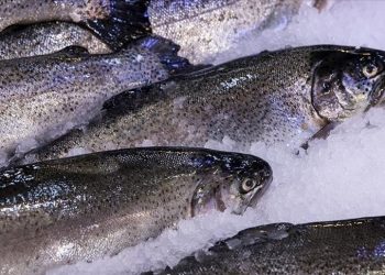 Tezgahlarda balık bolluğu