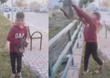 TikTok için kediye azap: Çocuk hür, imgeyi çeken hudut dışı edilecek