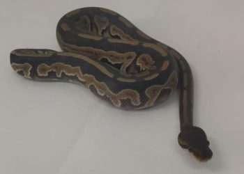 Toplumsal medyadan satılmaya çalışılan piton yılanına el konuldu