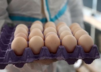 Türk yumurtası Rusya yolunda