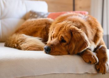 “Ya köpek ya ben” dedi, 9 yıllık evlilik bitti