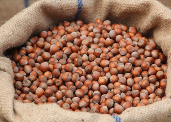 TMO kabuklu fındık alım esaslarını açıkladı