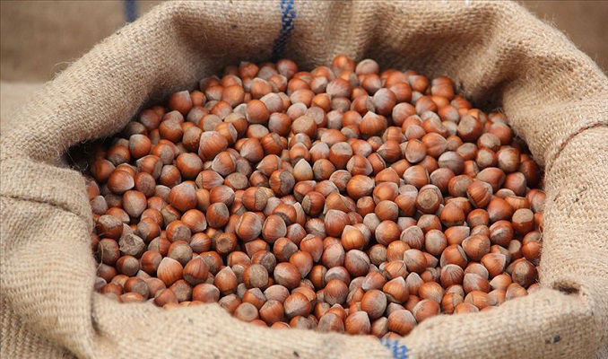 TMO kabuklu fındık alım esaslarını açıkladı