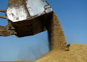 Rusya’da buğday ihracat vergisi artacak