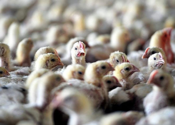 Avusturya’da kuş gribi alarmı! Ülke yüksek riskli bölge ilan edildi