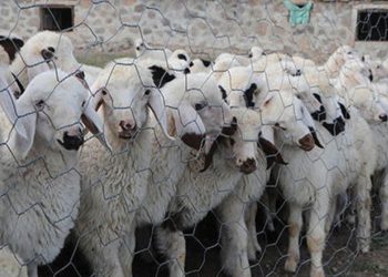 Salgın Yunanistan’ı vurdu: Çiftçilerin sürüleri itlaf ediliyor